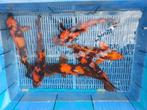 15 koi, Dieren en Toebehoren, Vissen | Vijvervissen