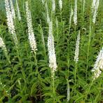 Veronica longifolia, Ophalen
