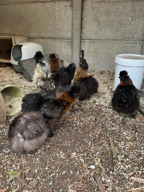 Broedeieren zijdehoen, Dieren en Toebehoren, Pluimvee, Kip, Geslacht onbekend