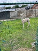 Alpaca, Dieren en Toebehoren, Mannelijk