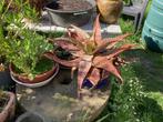 Aloe vera, Tuin en Terras, Ophalen