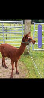 Produits bruns pour étalons en alpaga, Février