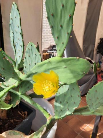 cactus opuntia beschikbaar voor biedingen