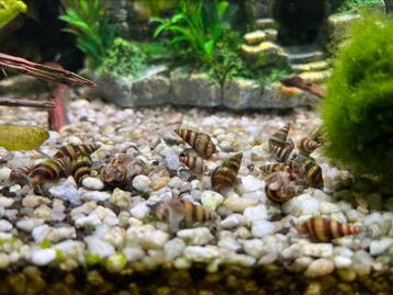 Anatome Helenaslakken, Dieren en Toebehoren, Vissen | Aquariumvissen