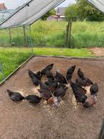 Hanen marans te verkrijgen ( alleen hanen), Dieren en Toebehoren, Mannelijk, Kip