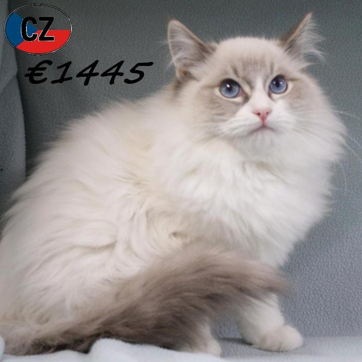 Ragdoll (mâle) à vendre, Animaux & Accessoires, Chats & Chatons | Chats de race | Poil long, Chat, 0 à 2 ans, Avec puce électronique
