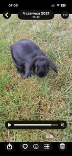 Konijn, Dieren en Toebehoren