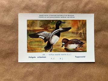 Vogels der Belgische Fauna Nr. 241 Toppereend beschikbaar voor biedingen