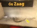 Airco Leiding van een Honda Civic, Ophalen of Verzenden, 3 maanden garantie, Gebruikt, Honda