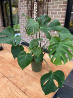 Monstera, Ophalen