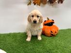 Golden Retriever pup, Dieren en Toebehoren, Golden retriever, België, CDV (hondenziekte), 8 tot 15 weken