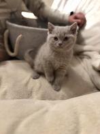 Britse Korthaar Kittens, Dieren en Toebehoren, Gechipt