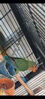 Agapornis roseicolli, Animaux & Accessoires, Oiseaux | Perruches & Perroquets, Sexe inconnu, Perroquet nain ou Inséparable