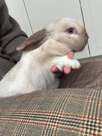 Lief minilop konijn (voedster), Femelle