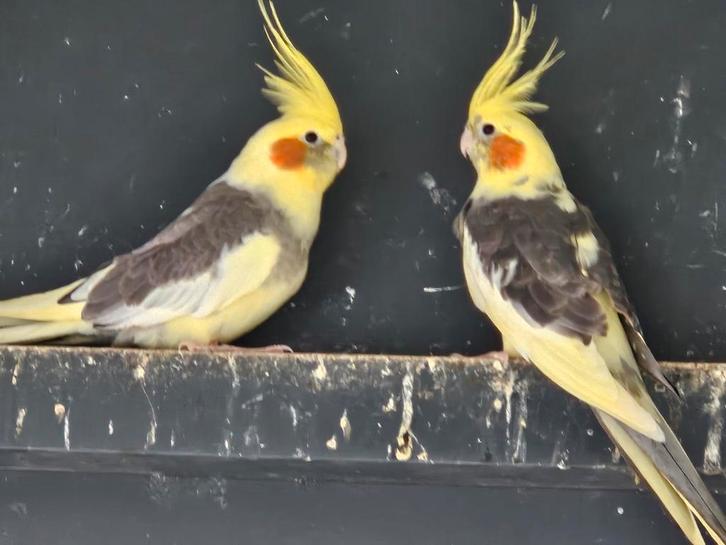 1-1 bonte valkparkieten, Dieren en Toebehoren, Vogels | Kanaries