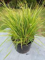 Calamagrostis Brachytricha, Ophalen