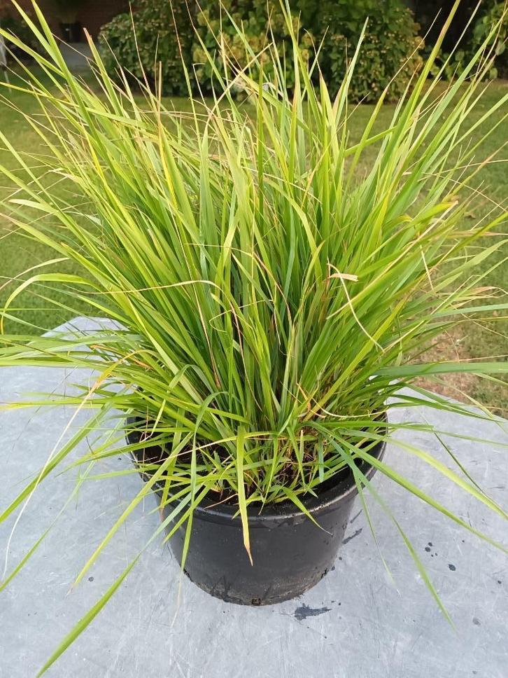 Calamagrostis Brachytricha, Tuin en Terras, Planten | Struiken en Hagen, Ophalen