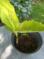 Canna, Ophalen, Volle zon