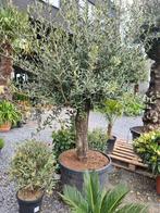 Olijfboom Olea Europaea, Jardin & Terrasse, Plantes | Arbres, Olivier, Enlèvement