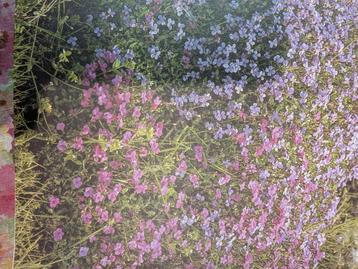 aubrieta beschikbaar voor biedingen