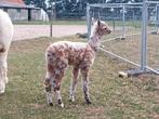 Prachtig leopard 5 kleurig alpaca hengstje, September, Mannelijk