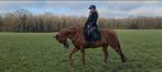 Super lieve ruin 15 jaar!, Dieren en Toebehoren, Paarden, Gechipt, Ruin, 170 tot 175 cm, L