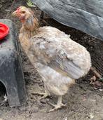 Kip - Hen - rasechte Araucana, Dieren en Toebehoren, Vrouwelijk, Kip