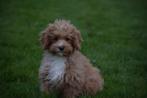 Prachtige Maltipoo pups 🌸🐾, CDV (hondenziekte), Meerdere, 8 tot 15 weken, Meerdere dieren