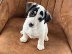 Jack russell Pups, Dieren en Toebehoren, Honden | Jack Russells en Terriërs, België, Particulier, Jack Russell Terriër, CDV (hondenziekte)