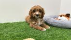 Cavapoo pups, België, 8 tot 15 weken, CDV (hondenziekte), Meerdere