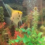 Maanvis Kopel, Dieren en Toebehoren, Vissen | Aquariumvissen