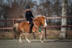 Paarden en pony’s trainen/beleren/doorrijden