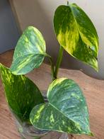 Gouden pothos, Ophalen