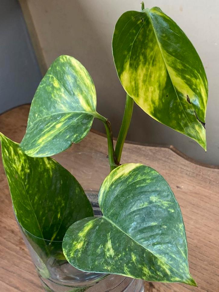 Pothos doré, Maison & Meubles, Plantes d'intérieur, Enlèvement