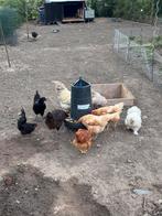 3 hanen te koop, Dieren en Toebehoren, Pluimvee