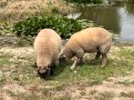ram, Dieren en Toebehoren, Schapen, Geiten en Varkens, Mannelijk, Schaap, 0 tot 2 jaar