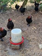 Marans kippen, Dieren en Toebehoren, Pluimvee