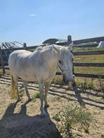 Lieve C pony te koop, Dieren en Toebehoren, Pony's, Merrie, Niet van toepassing, C pony (1.27m tot 1.37m), 11 jaar of ouder
