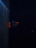 red cap brazilian guppies, Dieren en Toebehoren, Vissen | Aquariumvissen, Vis, Zoetwatervis, Schoolvis
