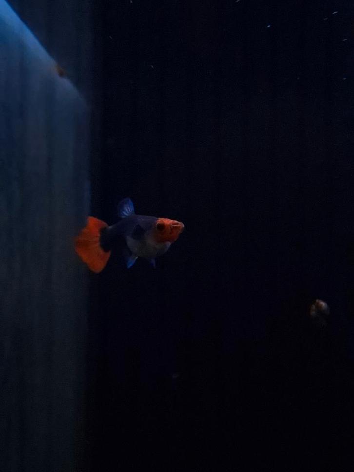 red cap brazilian guppies, Dieren en Toebehoren, Vissen | Aquariumvissen, Zoetwatervis, Vis, Schoolvis