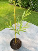 Knotwilgen, Tuin en Terras, Ophalen, Halfschaduw