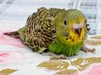 jonge groene parkiet (grasparkiet), Dieren en Toebehoren, Vogels | Parkieten en Papegaaien, Parkiet