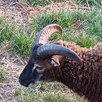 schaap soay bok 4,5 maand ingeënt en ontwormd, Mannelijk, Schaap, 0 tot 2 jaar