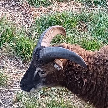 schaap soay bok 4,5 maand ingeënt en ontwormd beschikbaar voor biedingen