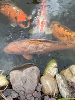 koi vissen, Dieren en Toebehoren, Vissen | Vijvervissen, Karper of Koi