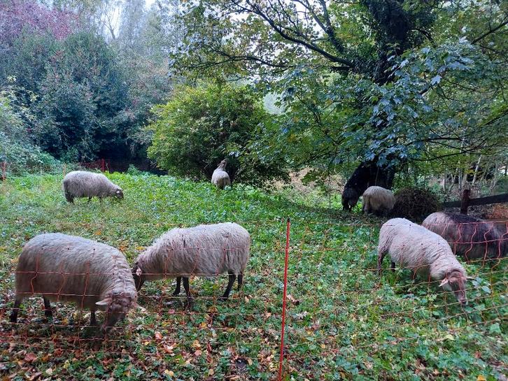 Begrazing, Dieren en Toebehoren, Schapen, Geiten en Varkens