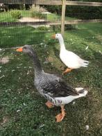 Ganzen, Maart, Geslacht onbekend