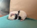 Super lief jong US Teddy cavia beertje, Animaux & Accessoires, Rongeurs, Mâle, Cobaye, Domestique