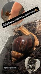 Baby agaatslakjes, Dieren en Toebehoren, Reptielen en Amfibieën