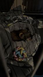 Fretten pups, Dieren en Toebehoren, Knaagdieren, April, Meerdere dieren, Overige typen, Tam